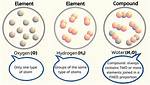 What Two Elements Are Always Found in Amino Acids