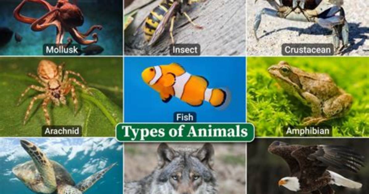 What Type of Animals Live in the Arctic