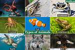What Type of Animals Live in the Arctic