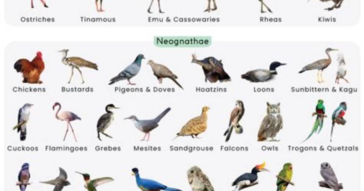 What Type of Birds Live in the Rainforest