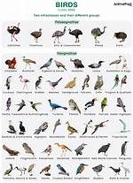 What Type of Birds Live in the Rainforest