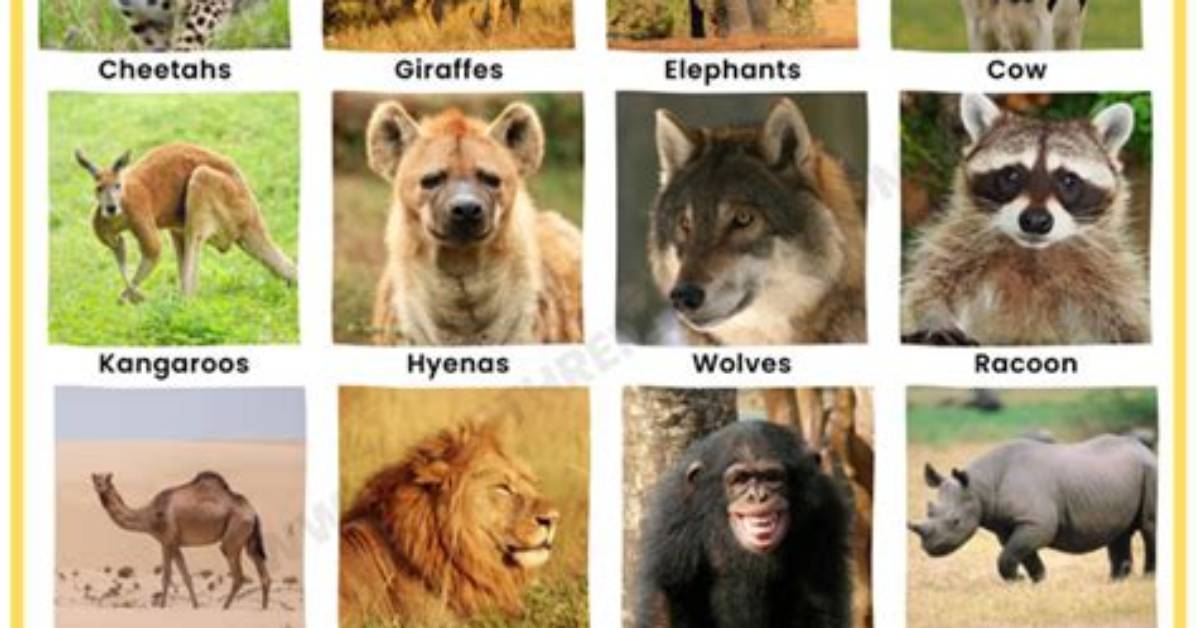 What Types of Animals Are Found in Hiroshima?