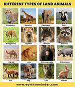 What Types of Animals Are Found in Hiroshima?