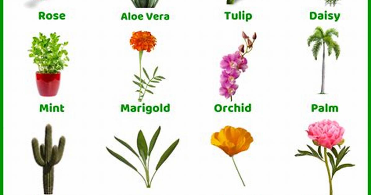 What Types of Plants Live in the Ocean