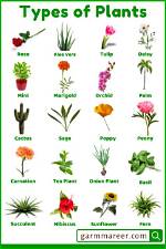 What Types of Plants Live in the Ocean