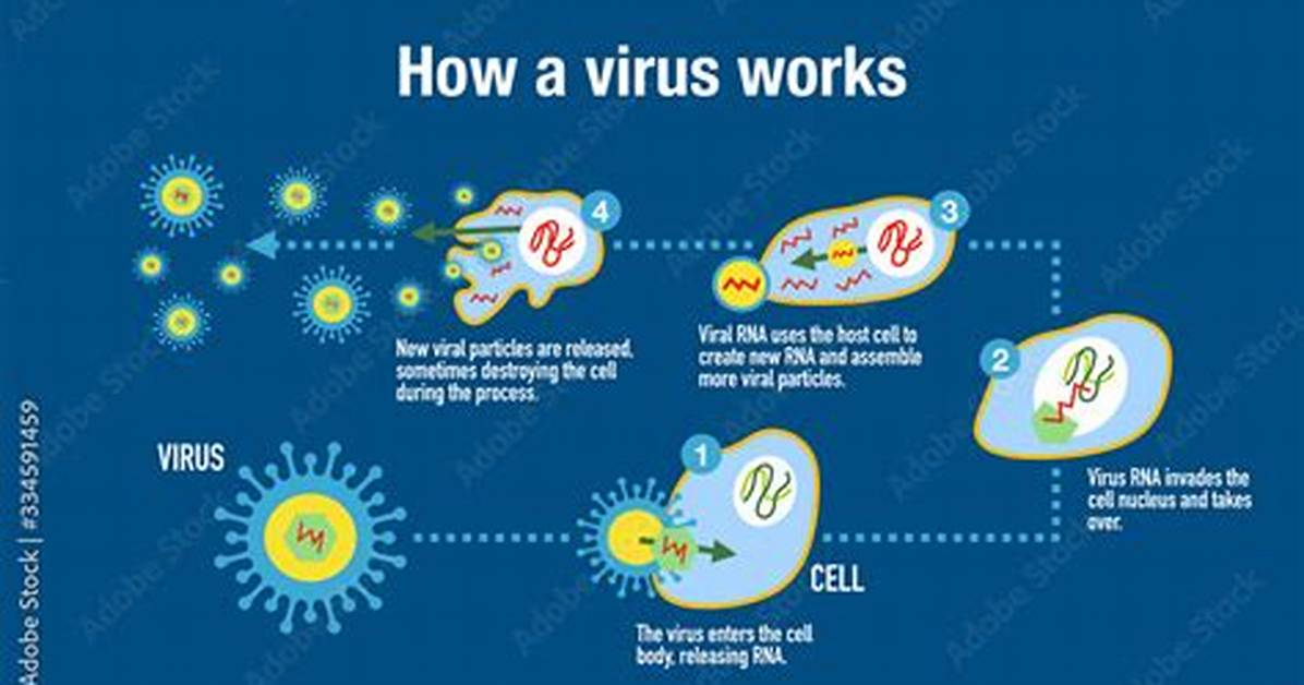 What Virus Attacks Your Immune System?