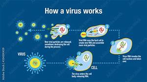 What Virus Attacks Your Immune System?