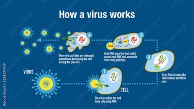 What Virus Attacks Your Immune System?