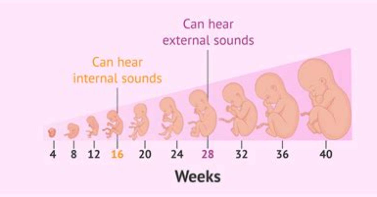 What Week Can My Baby Hear Me?