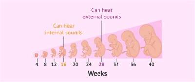 What Week Can My Baby Hear Me?