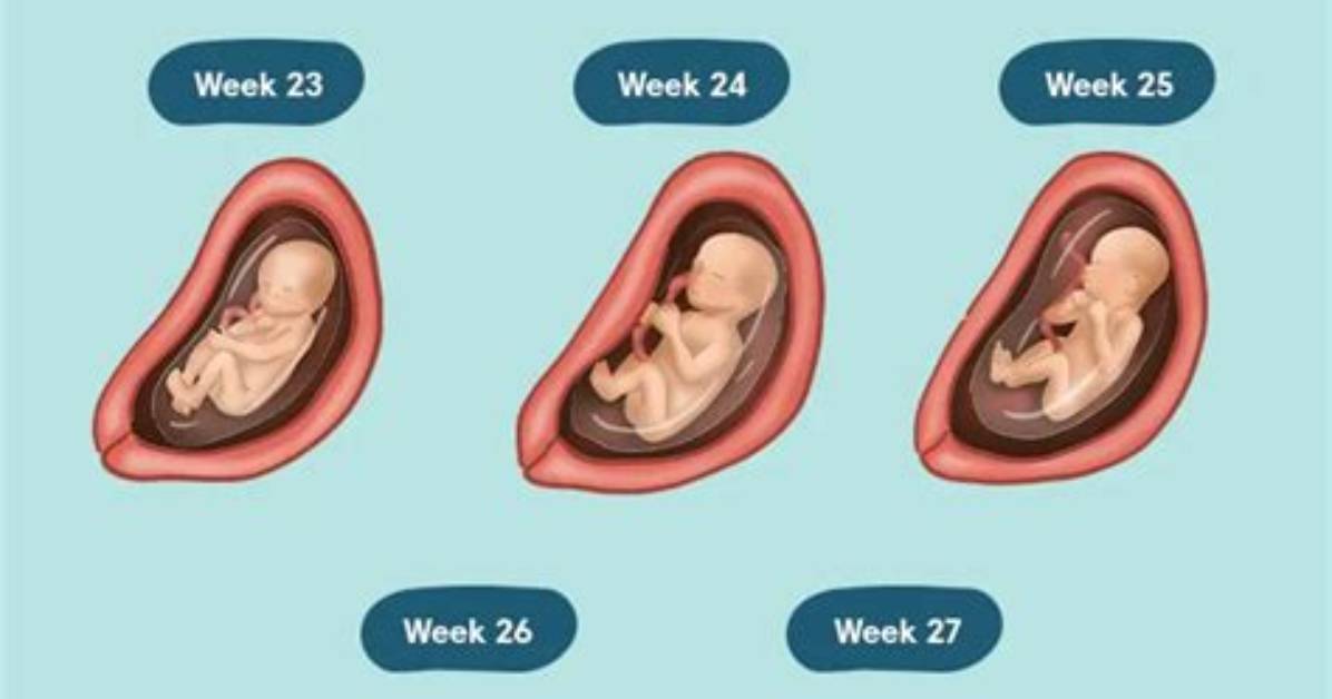 What Week Does 6 Months Start in Pregnancy?
