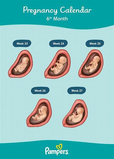What Week Does 6 Months Start in Pregnancy?