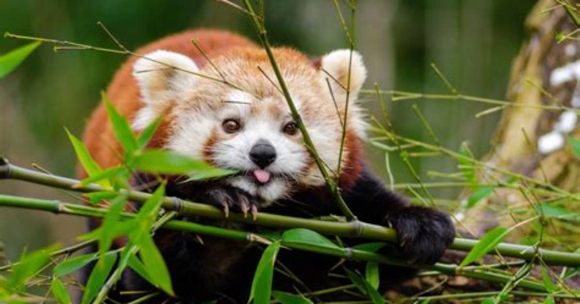 What Would Happen If Red Pandas Went Extinct?