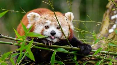 What Would Happen If Red Pandas Went Extinct?