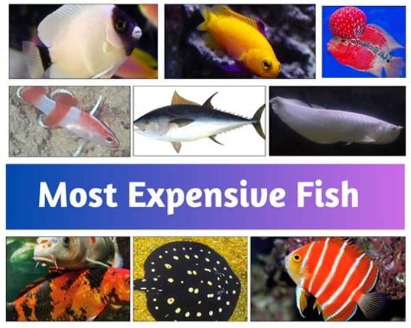 What's the Most Expensive Fish?