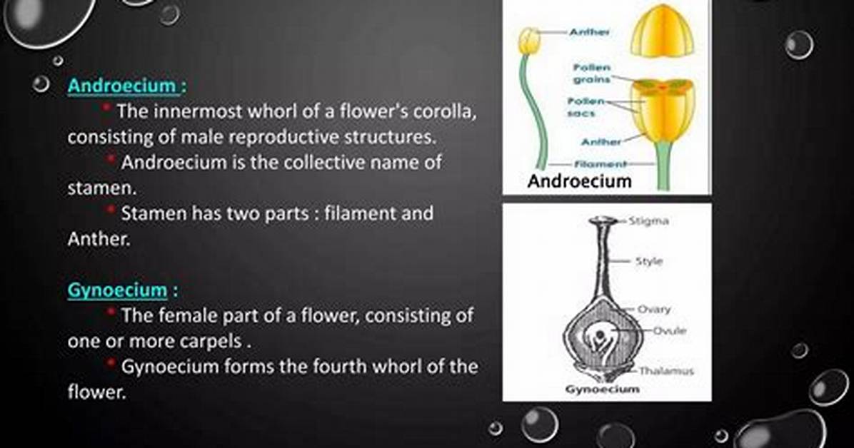 When Androecium Matures Before Gynoecium It Is Called?