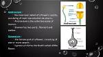 When Androecium Matures Before Gynoecium It Is Called?