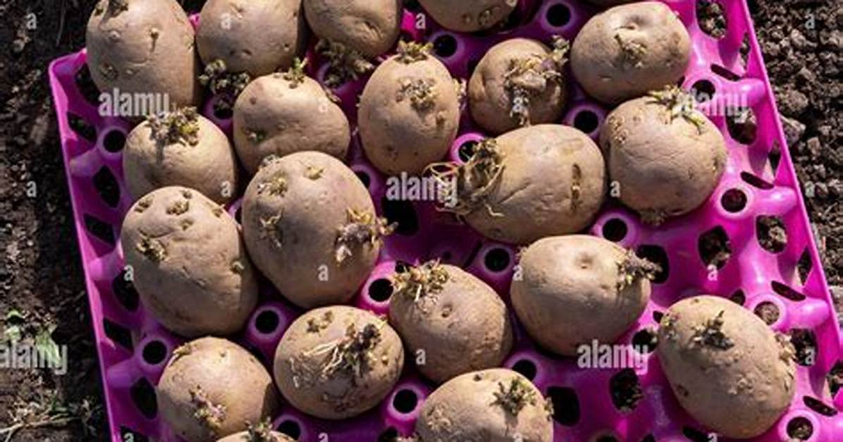When Are Chitted Potatoes Ready to Plant?