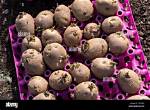When Are Chitted Potatoes Ready to Plant?