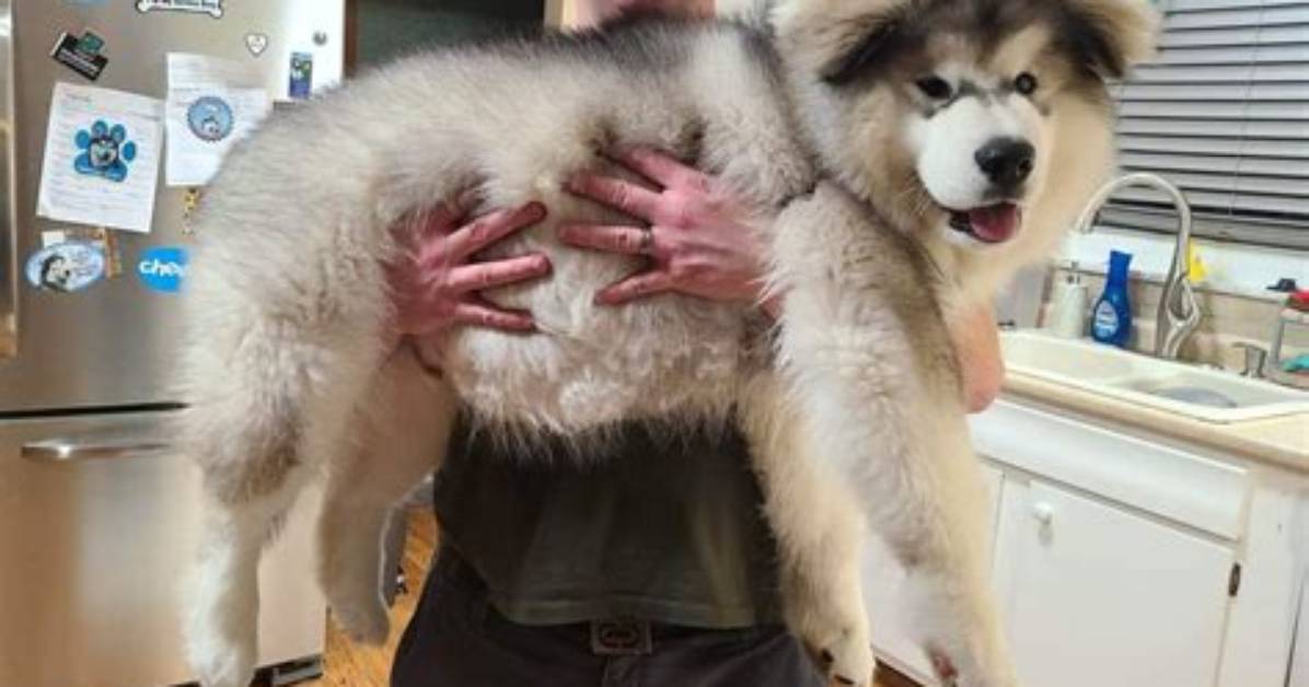 When Are Malamutes Fully Grown?