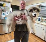 When Are Malamutes Fully Grown?