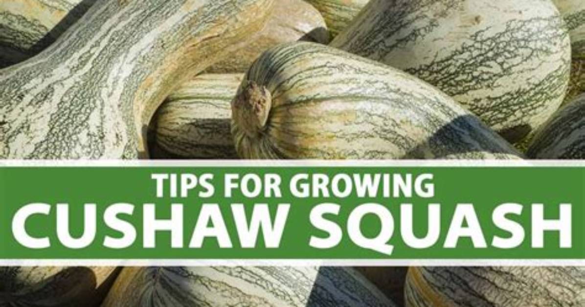 When Can You Grow Cushaw Squash?