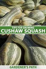 When Can You Grow Cushaw Squash?