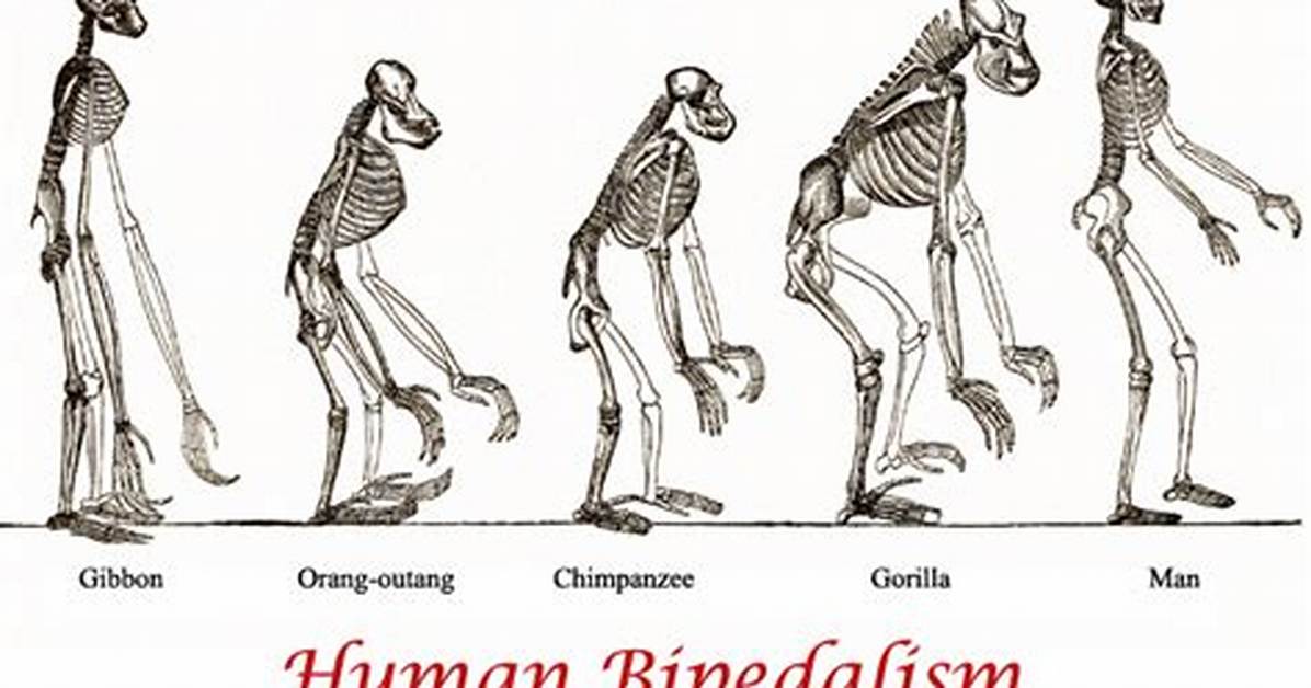 When Did Bipedalism First Evolved?