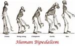 When Did Bipedalism First Evolved?