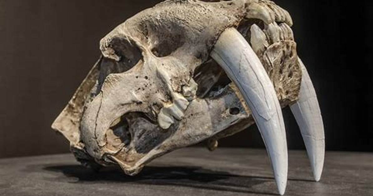 When Did Saber-Toothed Tigers Die?