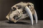 When Did Saber-Toothed Tigers Die?
