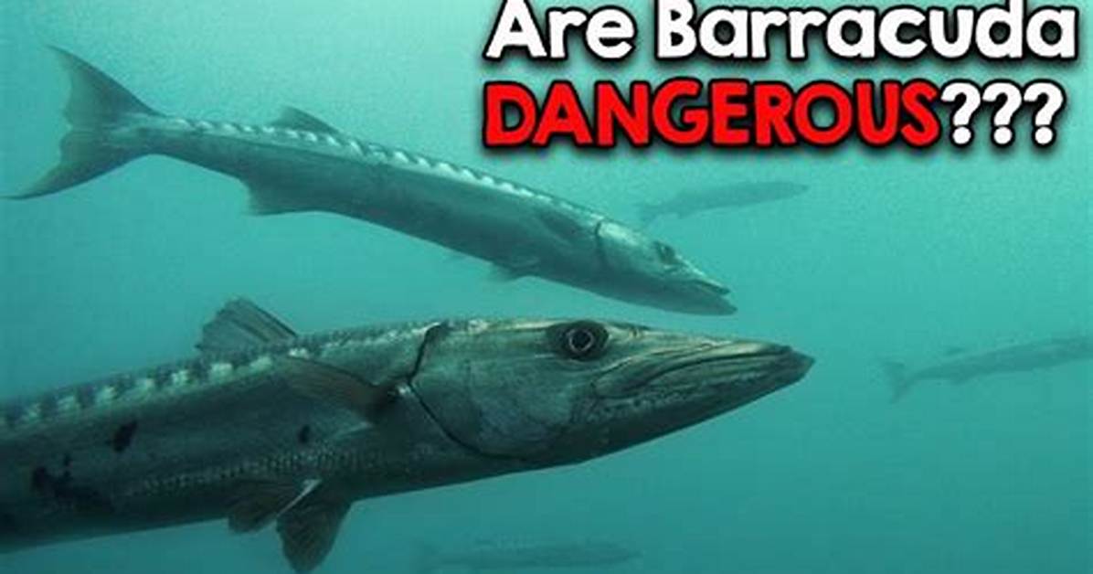 When Do Barracudas Attack?
