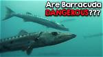 When Do Barracudas Attack?