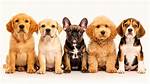 When Do Breeders Sell Puppies?