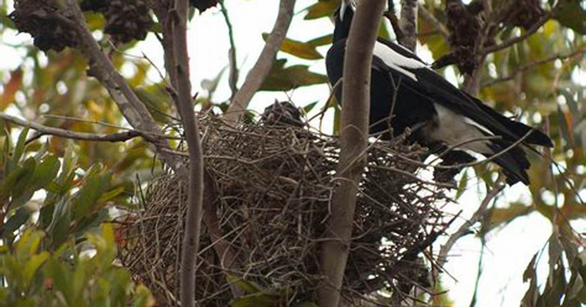 When Do Magpies Nest in Australia?