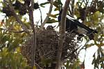 When Do Magpies Nest in Australia?