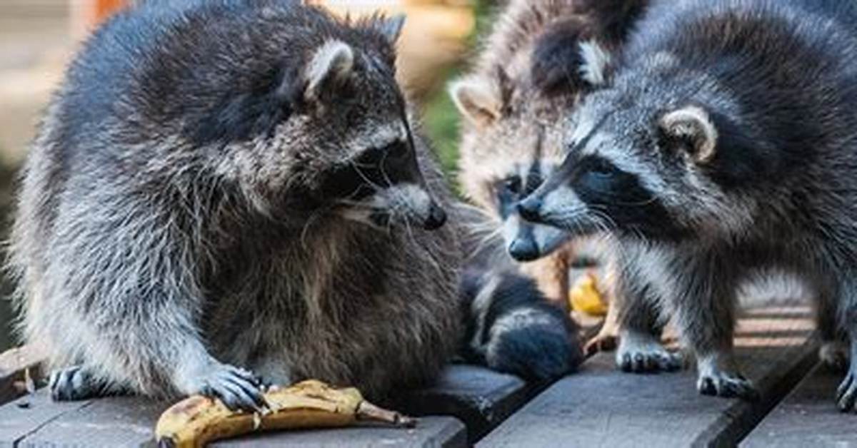 When Do Raccoons Eat?