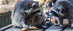 When Do Raccoons Eat?