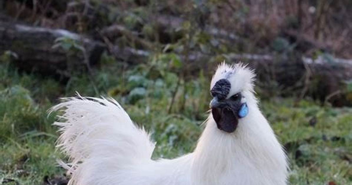 When Do Silkies Crow?
