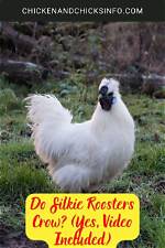 When Do Silkies Crow?