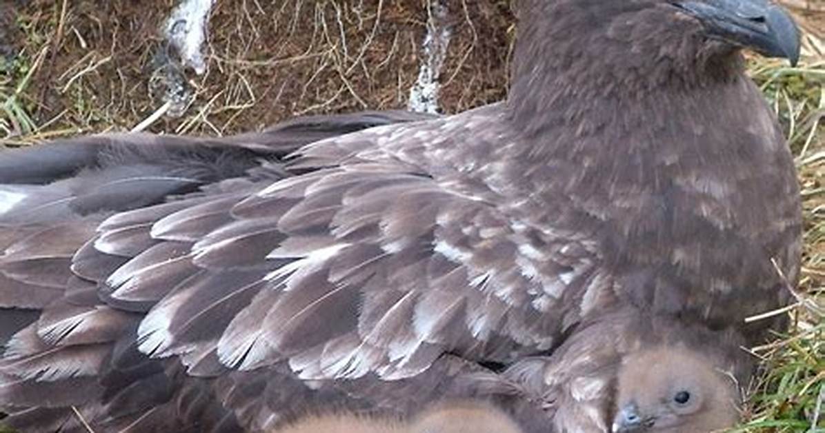 When Do Skuas Breed?