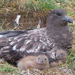 When Do Skuas Breed?