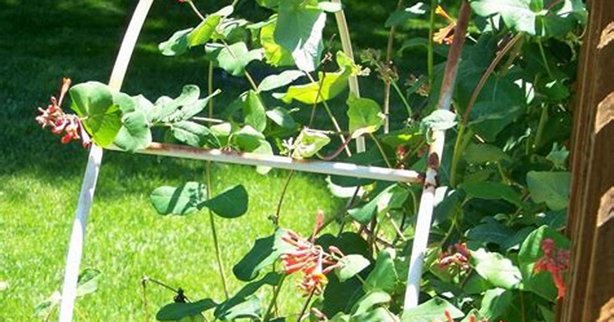 When Does Honeysuckle Start to Grow?