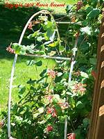 When Does Honeysuckle Start to Grow?