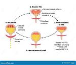 When Does Micturition Mean?