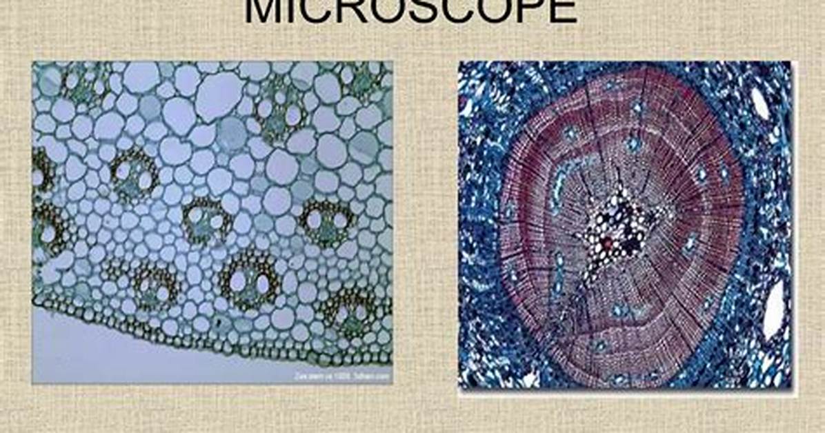 When Is Bright Field Microscopy Used?