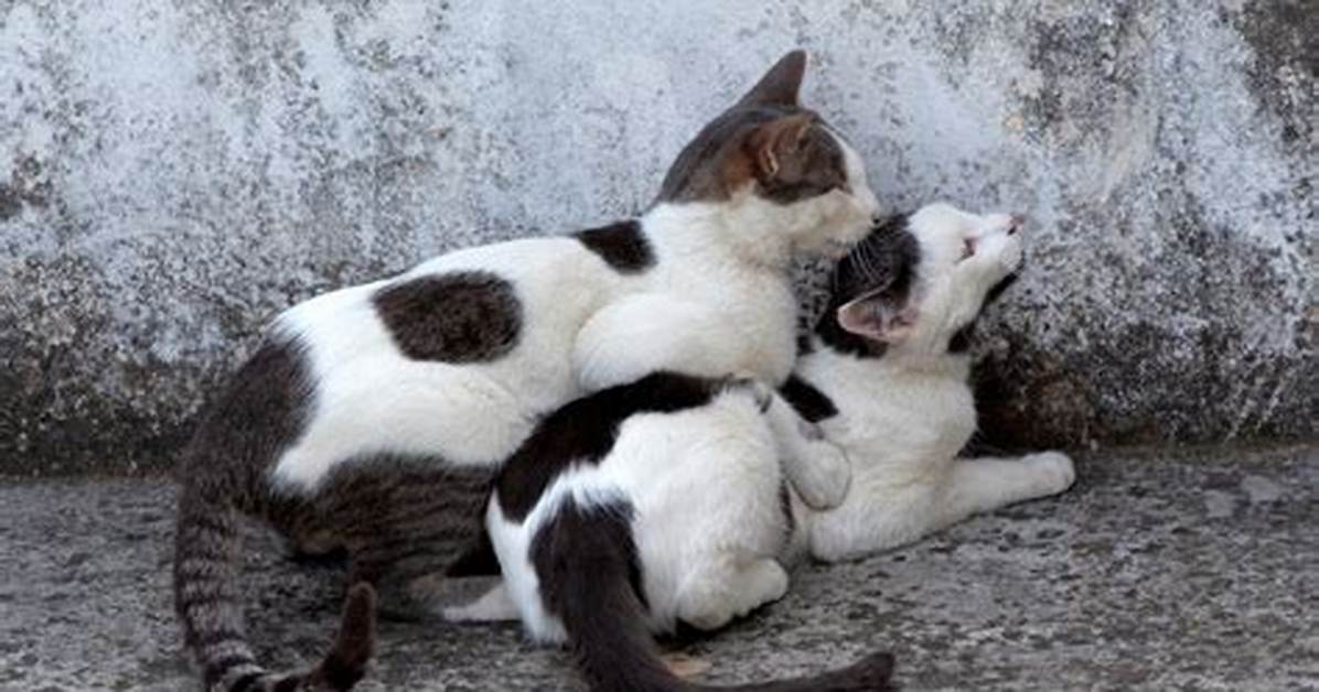 When Is Mating Season for Male Cats?