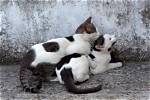 When Is Mating Season for Male Cats?