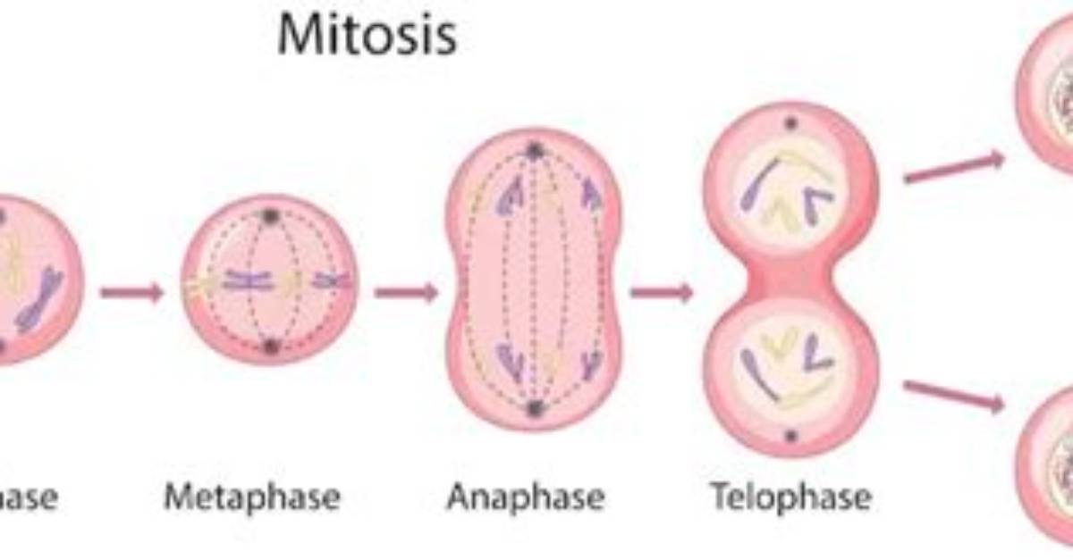 When Mitosis Occurs in Humans?