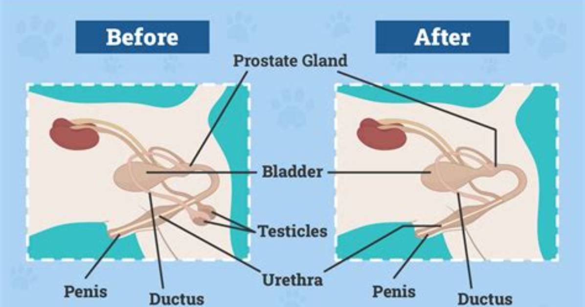 When Neutering a Dog?